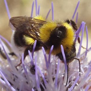 Large Garden Bumblebee (Bombus ruderatus)