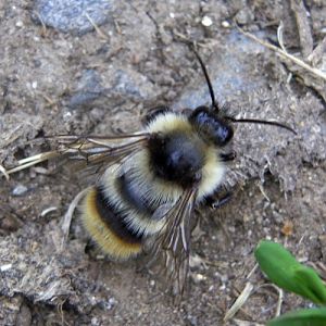 Hill Cuckoo-bee (Bombus rupestris)
