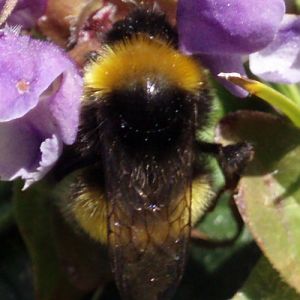 Broken-belted Bumblebee (Bombus soroeensis)