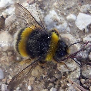 Buff-tailed Bumblebee (Bombus terrestris)