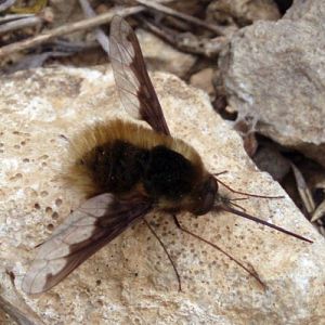 Large Bee-fly (Bombylius major)