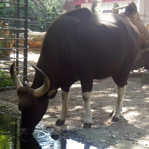 Gaur (Bos gaurus)