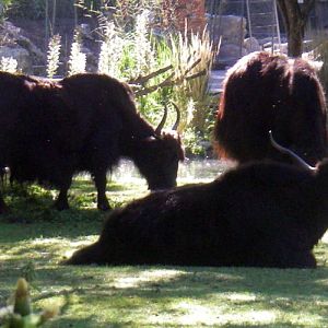 Domestic Yaks (Bos grunniens)