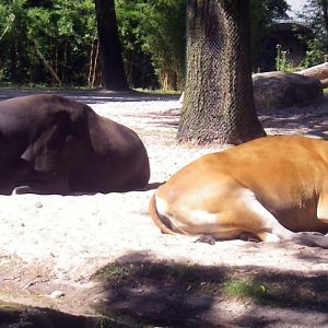 Bantengs (Bos javanicus)