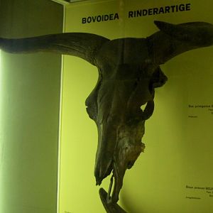 Aurochs (Bos primigenius)