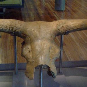 Aurochs (Bos primigenius)