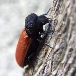 Capuchin Beetle (Bostrichus capucinus)