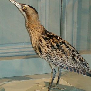 Great Bittern (Botaurus stellaris) (taxidermy)