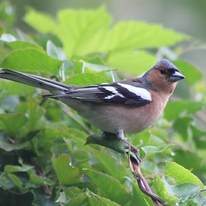 Chaffinch
