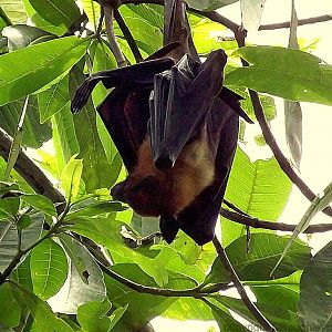 Flying fox