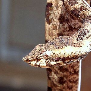 Millards hump nosed viper