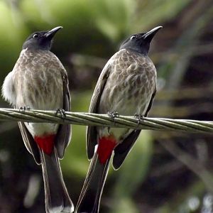 Red vented bulbul