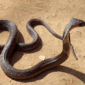 Indian cobra (red)