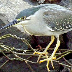 Striated Heron
