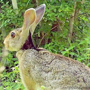 Black naped hare