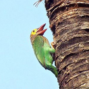 Barbet