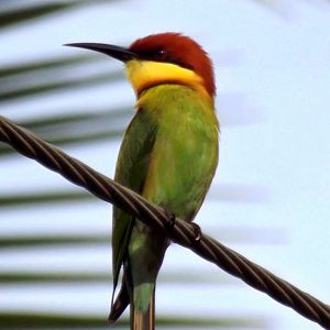 Chestnut headed bee-eater