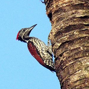 Flameback
