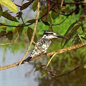 Pied Kingfisher