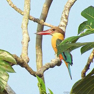 Stork billed kingfisher