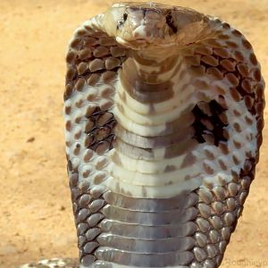 Indian cobra (white)