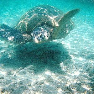 Green turtle