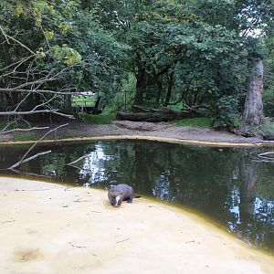 Givskud Zoo - Giant Otter Exhibit