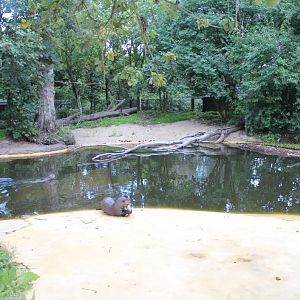 Givskud Zoo - Giant Otter Exhibit
