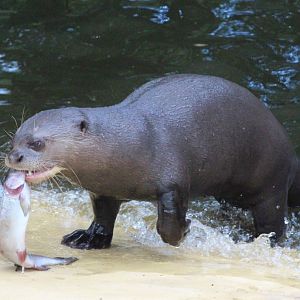 Givskud Zoo - Giant otter