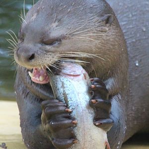 Givskud Zoo - Giant otter