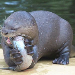 Givskud Zoo - Giant otter