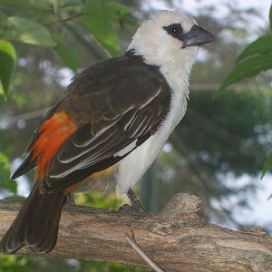White-headed Buffalo-weaver (Dinemellia dinemelli)