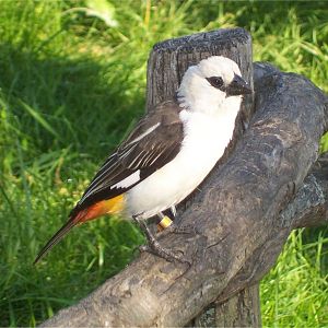 White-headed Buffalo-weaver (Dinemellia dinemelli)