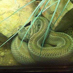 Patternless Western Diamondback Rattlesnake (Crotalus Atrox)