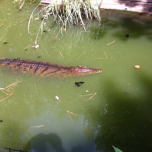 Nile crocodile (Crocodylus niloticus)