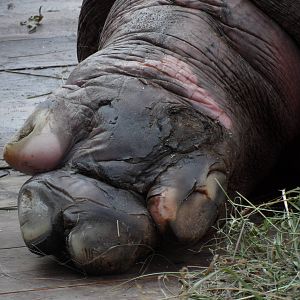 Hippo left hind foot