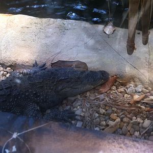 American Alligator (Alligator mississippiensis)