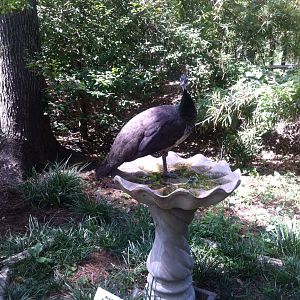 Blue Peahen in bird bath