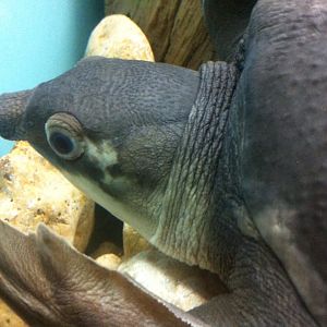 Pig-nosed Turtle (Carettochelys insculpta)