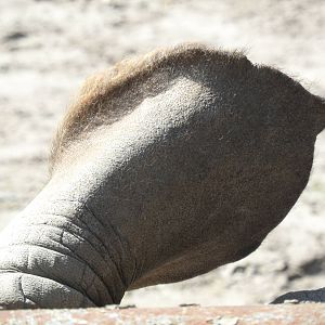 Southern white rhinoceros - ear