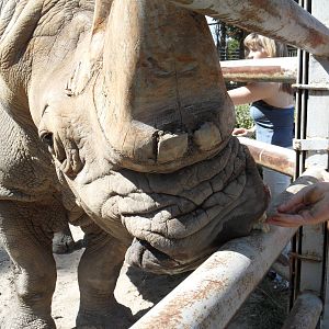 Rhinoceros being fed by visitors