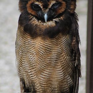 Malayan wood-owl