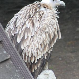 Griffon vulture ( Himalayan ? )