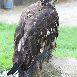 Young Bald eagle