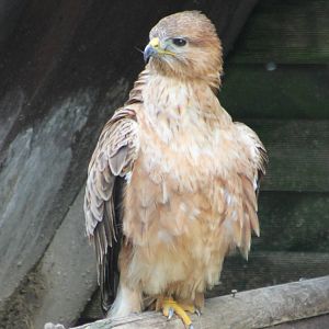 Bird of prey ID needed