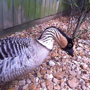 Nene or Hawaiian Goose (Branta sandvicensis)