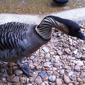 Nene or Hawaiian Goose (Branta sandvicensis)