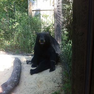 American Black Bear (Ursus americanus)