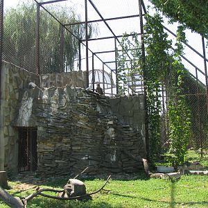Egyptian vulture exhibit