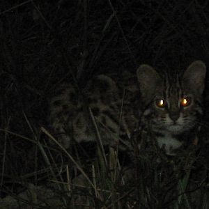 leopard cat (Prionailurus bengalensis)